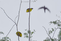 Cypsiurus balasiensis