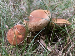 Gyroporus