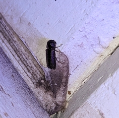 Amphicerus bicaudatus