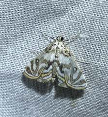 Parapoynx polydectalis