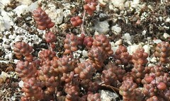 Sedum brevifolium