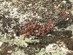 Sedum brevifolium