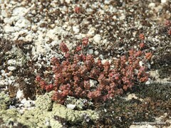 Sedum brevifolium