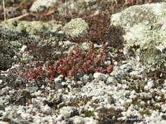 Sedum brevifolium