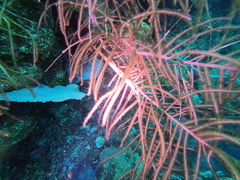 Syngnathoidei
