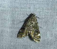 Parapoynx polydectalis