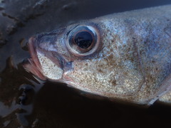 Emmelichthys nitidus