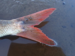 Emmelichthys nitidus