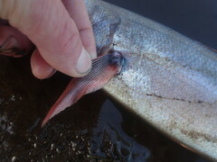 Emmelichthys nitidus