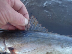 Emmelichthys nitidus