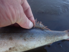 Emmelichthys nitidus