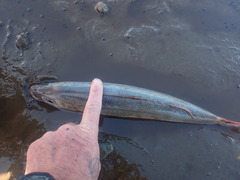 Emmelichthys nitidus