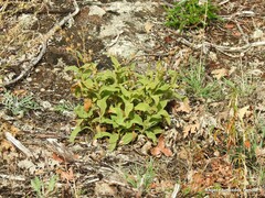 Dactylis glomerata