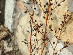 Asphodelus serotinus