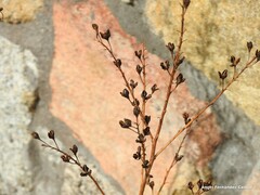 Asphodelus serotinus