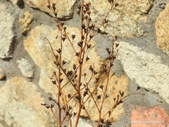 Asphodelus serotinus