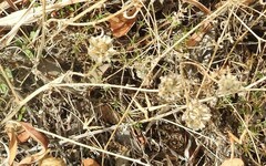 Jasione