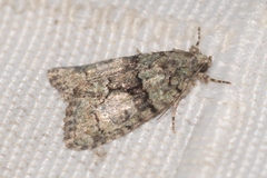 Cryphia pallida