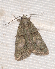 Cryphia pallida