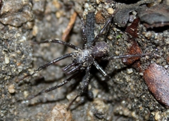 Hebestatis theveneti