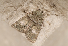 Cryphia pallida