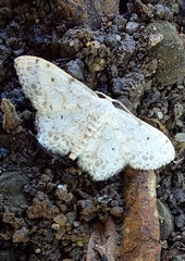 Idaea camparia