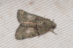 Cryphia pallida