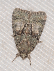 Cryphia pallida