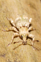 Brachyolus punctatus