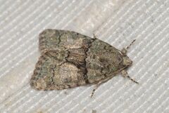 Cryphia pallida