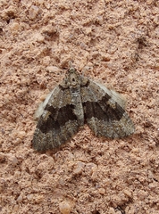 Episauris kiliani
