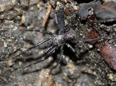 Hebestatis theveneti