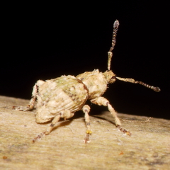 Brachyolus punctatus