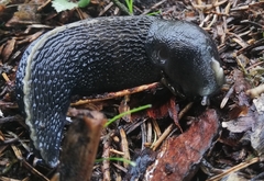 Limax cinereoniger