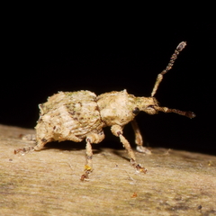 Brachyolus punctatus