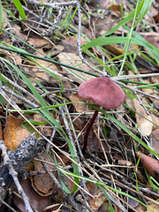 Marasmius plicatulus