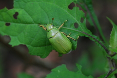 Chrysina