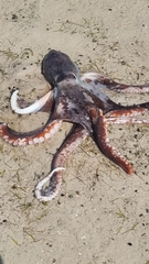 Macroctopus maorum