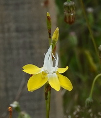 Moraea bituminosa