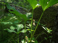 Arisaema stewardsonii