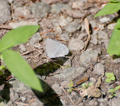 Celastrina neglecta