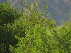 Lophospingus pusillus