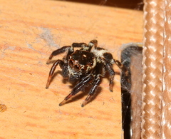Evarcha denticulata