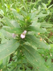 Hygrophila costata