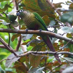 Pyrrhura frontalis