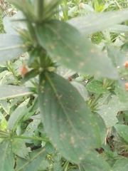 Hygrophila costata