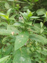 Hygrophila costata