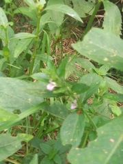 Hygrophila costata
