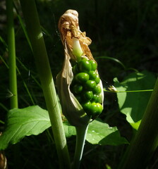 Arisaema stewardsonii