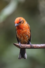 Piranga bidentata